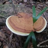 Ganoderma applanatum (Pers.) Pat. 1887